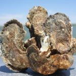 Waterkeepers Call for Restoration of Oyster Recovery Efforts
