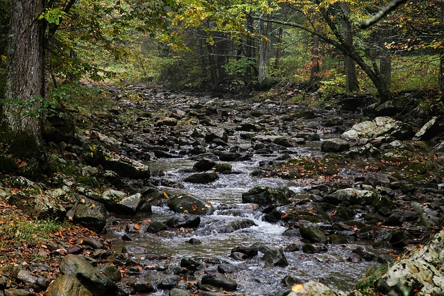 Photo: courtesy of Chesapeake Bay Program