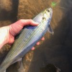 Exelon Disregards Conowingo Dam License Conditions, Endangers Migratory Fish Populations