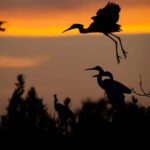 Chesapeake Bay 2022 Ecoprint Calendar