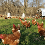 Partner Spotlight: Morris Hill Farm