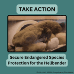Take Action: Urge Fish & Wildlife Service to Protect the Hellbender from Extinction
