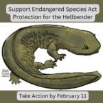 Submit Comments to Support Endangered Species Protection for Hellbenders