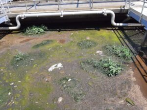 Shows dead fish and what an inspector described as “heavy dark sediment” deposited along the Back River shoreline near an outfall for Baltimore’s Back River sewage treatment plant.