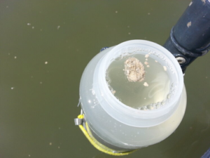 Water Quality Monitoring sample